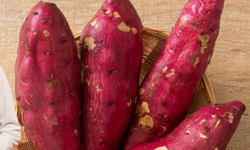 Ăn khoai lang v&#224;o m&#249;a đ&#244;ng, lợi &#237;ch kh&#244;ng ngờ