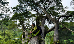 Cơ hội khám phá rừng cây 'hóa thạch sống' ở vùng lõi Phong Nha