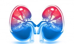 Vi&#234;m cầu thận cấp ở trẻ cần ph&#225;t hiện sớm để ngăn ngừa biến chứng nguy hiểm