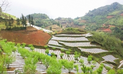 Phát huy lợi thế dược liệu – Lào Cai mở hướng xóa đói giảm nghèo bền vững