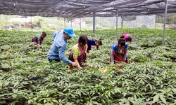 Giữ g&#236;n tinh hoa y dược cổ truyền để ph&#225;t triển c&#244;ng nghiệp dược Việt Nam