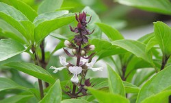 4 l&#253; do n&#234;n ăn l&#225; h&#250;ng quế khi thời tiết lạnh