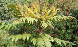 Hoàn thiện chính sách bảo tồn cây thuốc quý: Giữ gìn 'ngân hàng sống' của y học cổ truyền