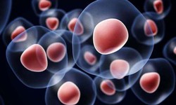 Ph&#225;t hiện đột ph&#225; về &#39;ch&#236;a kh&#243;a&#39; l&#224;m chậm qu&#225; tr&#236;nh l&#227;o h&#243;a