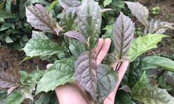 Y học cổ truyền Mường: Kho báu từ cây xạ đen và những bài thuốc xương khớp trứ danh