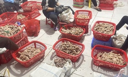 Ph&#225;t hiện h&#224;ng tấn ch&#226;n g&#224; v&#224; x&#250;c x&#237;ch kh&#244;ng r&#245; nguồn gốc ở Lạng Sơn