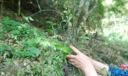 B&#237; quyết phục hồi sức khoẻ sau sinh của phụ nữ Th&#225;i từ nồi l&#225; thơm x&#244;ng hơ