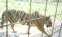 T&#236;m ng&#244;i nh&#224; mới cho ch&#237;n c&#225; thể động vật qu&#253; hiếm c&#243; nguy cơ tuyệt chủng