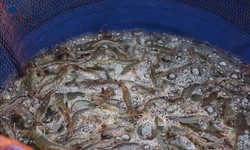 Gi&#225; t&#244;m thẻ ch&#226;n trắng &#39;nghịch vụ&#39; tăng cao