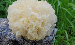 4 m&#243;n canh thuốc gi&#250;p dưỡng &#226;m, bảo vệ phổi trong m&#249;a lạnh