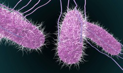 Hiểm hoạ từ vi khuẩn Salmonella v&#224; c&#225;ch ph&#242;ng tr&#225;nh hiệu quả
