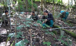 Đưa s&#226;m Ngọc Linh th&#224;nh sinh kế giảm ngh&#232;o cho đồng b&#224;o Xơ Đăng