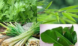 C&#225;c phương ph&#225;p y học cổ truyền gi&#250;p ph&#242;ng chống c&#250;m A