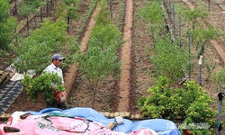 Người d&#226;n Nhật T&#226;n &#39;chạy đua&#39; trồng hoa Tết 