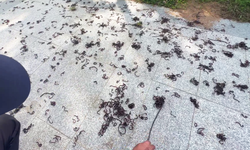 Chuy&#234;n gia n&#243;i g&#236; việc h&#224;ng ngh&#236;n con giun b&#242; l&#234;n mặt đất một c&#225;ch bất thường?