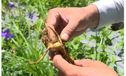 Đời sống b&#224; con v&#249;ng cao được cải thiện nhờ dược liệu