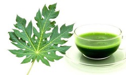 Ăn lá đu đủ có tác dụng gì?