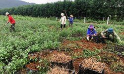 Khởi sắc kinh tế v&#249;ng cao nhờ c&#226;y dược liệu gi&#225; trị