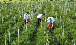 Ph&#225;t triển dược liệu dựa tr&#234;n di sản: Động lực mới cho kinh tế địa phương