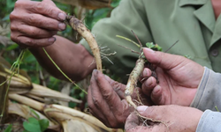 C&#225;c tỉnh miền n&#250;i ph&#237;a Bắc chuyển dịch cơ cấu, đưa dược liệu chịu lạnh th&#224;nh sinh kế bền vững