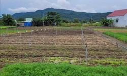 Mưa b&#227;o g&#226;y thiếu hụt rau củ, TP Hồ Ch&#237; Minh tăng dự trữ, mở rộng nguồn cung