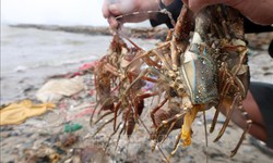 Th&#244;ng tin 10 người chết do d&#237;nh axit khi lặn vớt t&#244;m h&#249;m l&#224; tin giả