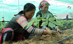 Bản địa h&#243;a dược liệu: Giải ph&#225;p kết hợp Y học cổ truyền v&#224; hiện đại từ nguồn t&#224;i nguy&#234;n bản địa
