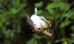 Chim hoang d&#227; mắc kẹt trong ma trận bẫy giữa lưng chừng trời