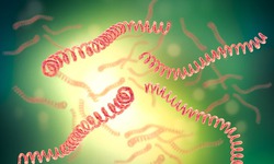 B&#233; trai nguy kịch v&#236; nhiễm Leptospira, c&#225;ch ph&#242;ng bệnh như thế n&#224;o?