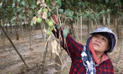 N&#244;ng d&#226;n Kh&#225;nh H&#242;a kiệt quệ khi nho, t&#225;o, d&#234; chết h&#224;ng loạt sau mưa lũ