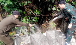 T&#225;i thả nhiều c&#225; thể linh trưởng qu&#253; hiếm về tự nhi&#234;n