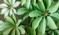 L&#225; ngũ gia b&#236; c&#243; t&#225;c dụng g&#236; với sức khỏe?