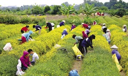 Hồi sinh tri thức thảo dược qua m&#244; h&#236;nh “l&#224;ng dược liệu” v&#249;ng cao