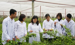 Ho&#224;n thiện khung ph&#225;p l&#253; để ph&#225;t triển y dược cổ truyền Việt Nam trong hội nhập quốc tế