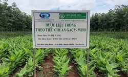 Ho&#224;n thiện cơ chế kiểm so&#225;t khai th&#225;c v&#224; bu&#244;n b&#225;n dược liệu tự nhi&#234;n