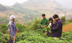 Nỗ lực bảo tồn nguồn dược liệu