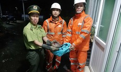 Kiểm l&#226;m ở Huế tiếp nhận động vật qu&#253; hiếm do nh&#226;n vi&#234;n điện lực cứu hộ trong đ&#234;m