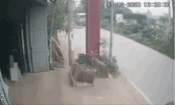 Vụ đẩy CSGT v&#224;o đầu xe tải đang chạy: V&#236; sao phải xem x&#233;t tội giết người?