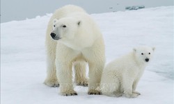 Hy hữu trường hợp gấu Bắc cực nhận con nuôi