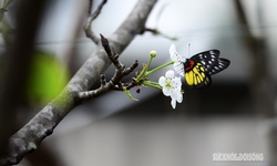 Hoa đào, lê, mận bung nở khoe sắc sớm dù 2 tháng nữa mới đến Tết Nguyên đán