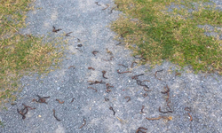 Cơ quan chức năng kết luận vụ giun bò lên mặt đất gần đèo Ngang