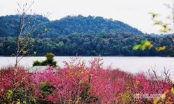 Hoa anh đào nở sớm và người 'đánh thức mùa xuân' nơi cực Tây Tổ quốc