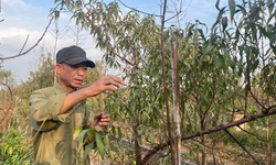 Vườn đào Nhật Tân, mùa 'canh Tết'