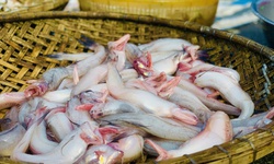 Phát hiện nhiều mẫu cá cháo chứa chất cấm tại các chợ dân sinh