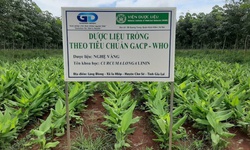 Bảo tồn để phát huy nguồn lực dược liệu quốc gia