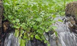 Loài rau 'sợ bẩn' sinh trưởng nhờ mạch nước của giếng cổ nghìn năm tuổi