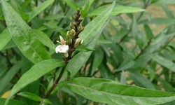 Khám phá công dụng chữa bệnh của cây thanh táo