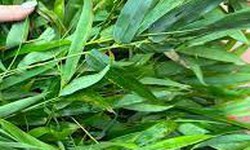 5 thảo dược k&#237;ch th&#237;ch cơ thể tăng sản sinh collagen