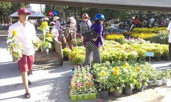 Chuyên gia 'mách nước' cách chọn hoa Tết 2026 bền lâu, không lo nở sớm