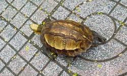 Thấy r&#249;a hộp tr&#225;n v&#224;ng qu&#253; hiếm tr&#234;n đường, người d&#226;n nộp cho c&#244;ng an